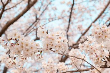 Fototapeta premium 【京都】鴨川の桜