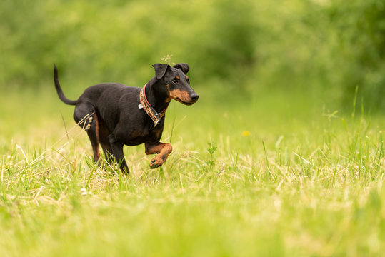 Beauty Manchester Terrier dog runs over a green meadow in spring