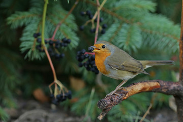 robin on a branch