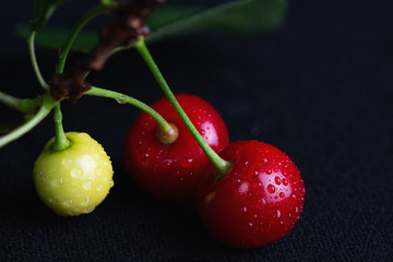 Cherry berries ripe and not ripe with dimming background