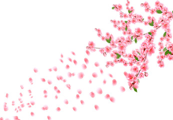 Sakura is out of focus. Cherry branches with delicate pink flowers, leaves and buds. Petals are flying in the wind. Isolated on white background illustration