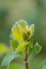 water droplets at the tips of the leaves