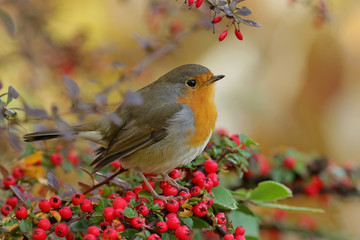 robin on a branch