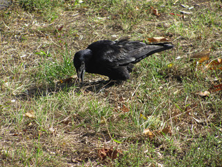 black crow on green and brown grass, shallow dof