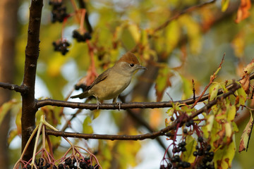 bird on a branch