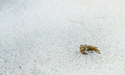Small crab with one claw on white sand by the sea.