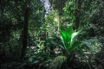 Tropical rain forest, Cerro Chato, Costa Rica