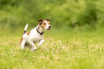 Cute beauty Parson Russell Terrier dog runs over a green meadow in spring