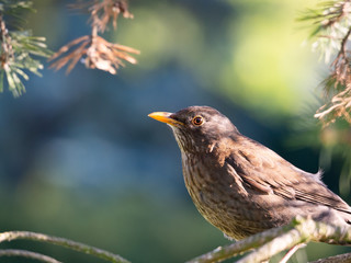 Common blackbird (Turdus merula) female sitting in tree crown