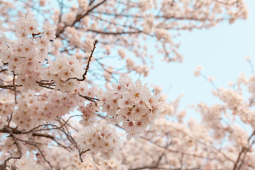 【京都】鴨川の桜