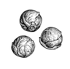 Ink sketch of brussels sprout.