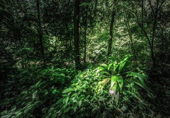 Tropical rain forest, Cerro Chato, Costa Rica