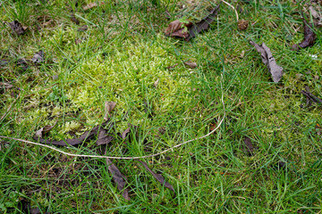 lawn covered with dense moss in the spring. Bad soil reaction