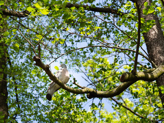 Eurasian collared dove bird sitting in tree crown
