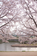 【京都】鴨川の桜