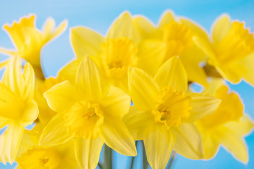 Obraz premium Bright spring yellow daffodils on blue background, floral background
