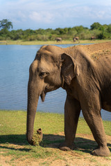 Portrait of an Asian Elephant in the National Park of udawalawe