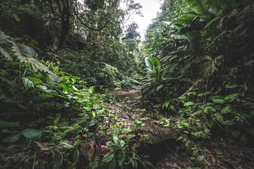 Green forest in a misty morning, Costa Rica.