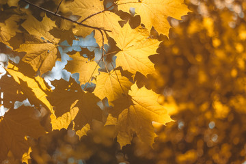 yellow autumn maple leaves on a Sunny day