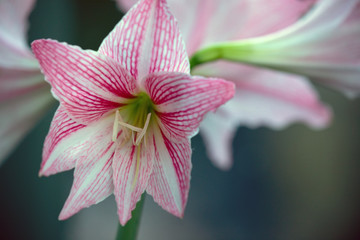 Amaryllis Blume Ritterstern