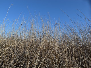 Obraz premium 青空の湿原