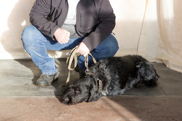 black German Wirehaired Pointer, Drahthaar with his master at a dog show. drathaar lies and rests on the floor in a collar, the owner squats nearby