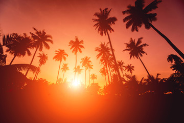 Obraz na płótnie Canvas Beautiful sunset at the beach in the tropics. Sky and ocean