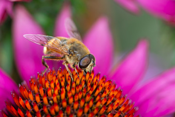Bee pollinating on a flower blossom