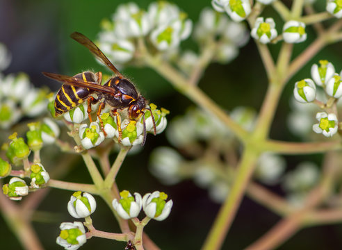 Wasp on the blossoms of a bee tree