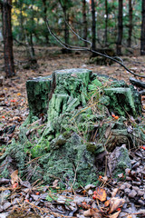 moss on tree trunk