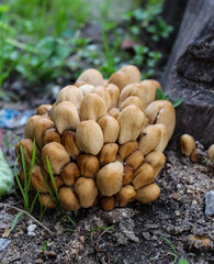 mushrooms in the forest