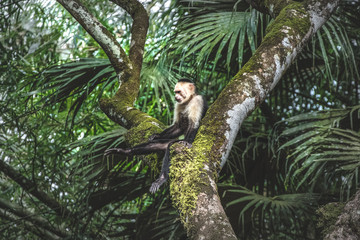 White faced Capuchin Monkey