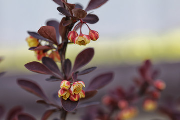 barberry blossom in the spring
