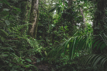 Obraz premium Green forest in a misty morning, Costa Rica.