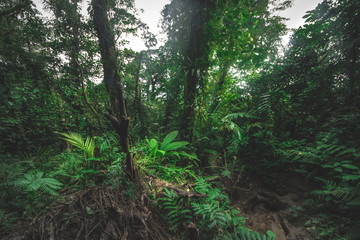 Tropical rain forest, Cerro Chato, Costa Rica
