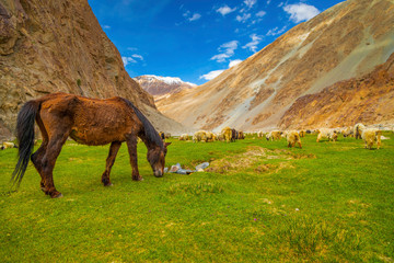 Fototapeta na wymiar Ladakh wildlife in beautiful landscape on the way to pangong lake