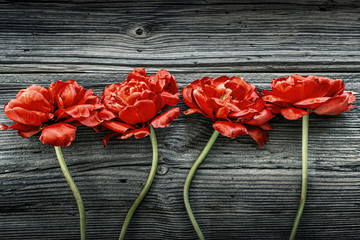 Fototapeta na wymiar Red Double Early Tulips on rustic wooden boards