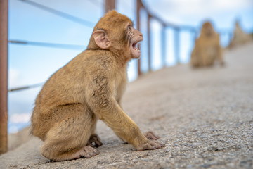 Naklejka premium young monkey at the fence with outstretched wire responds to people