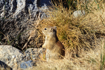 Squirrel, Chipmunk at Yosemite National Park