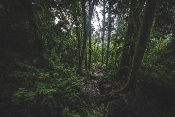Obraz premium Tropical rain forest, Cerro Chato, Costa Rica