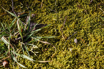 Green moss soil in the forest