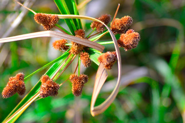 close up of flowers on a plant