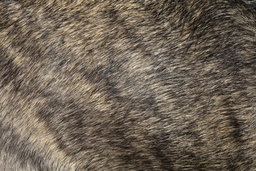 Close up gray dog skin for pattern and background