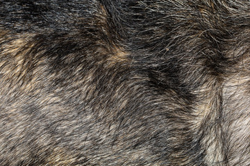 Close up gray dog skin for pattern and background