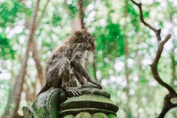 A young Monkey shakes off the water after bathing. Drops of water are flying in different directions. Monkey games by the water in the monkey forest in Ubud.