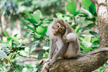 Portrait of a female macaque sitting on a tree against the background of the jungle. The monkey scratches its ear with its paw. Macaques in the jungle in their native habitat. Monkey forest in Ubud.