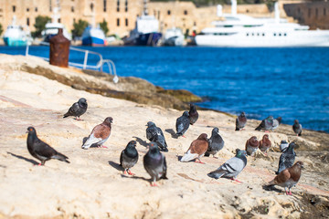 Birds on the beach. Pigeons on the waterfront. Malta, Griza