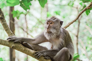 Portrait of a female macaque sitting on a tree against the background of the jungle. The monkey looks ahead thoughtfully. Behavior of Monkeys in their natural habitat. Monkey forest in Ubud.