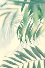 palm leaves and shadow of the leaves on a white wall. Selective focus