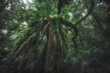 Obraz premium Tropical rain forest, Cerro Chato, Costa Rica